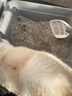 HELLOJOY猫砂铲猫咪铲屎神器猫盆猫屎铲子细小孔宠物猫沙器大号 实拍图