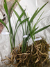 劉閣蘭花四季素心大凤素夏带花苞出售有香味的花苗室内阳台绿植物花卉盆栽 2苗连体裸根 实拍图