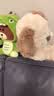 名创优品（MINISO）趴姿小号软趴趴小狗毛绒玩具玩偶公仔娃娃抱枕生日520礼物女 灰色 实拍图