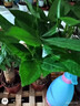 发财树盆栽鲜花绿植物办公室内吸甲醛绿萝文竹水培易养摆件盆景 三杆优质发财树【原盆】 实拍图
