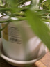 爱丽思（IRIS）Deepot花盆加厚树脂控根圆口绿萝绣球月季多肉发财树塑料加仑花盆 6号白色(口径约20.3cm)约3L 实拍图