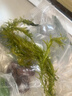 疯狂水草乌龟缸造景龟缸植物浮萍水草水培绿植景观水植物造景源头直发包邮 实拍图