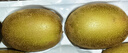 佳沛（zespri）新西兰 阳光金果25-27粒原箱特大果单果124-146g 猕猴桃水果礼盒 实拍图