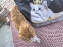 亿迪猫粮冻干幼猫成猫10斤全价英短蓝猫布偶老年猫国产通用全阶段5kg 实拍图