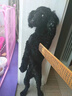 立白大师香氛洗衣液2斤 洁净 持久留香 手洗专用 洗衣香水 实拍图