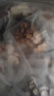 半山农 苍术白芷丁香组合210克 (21袋) 中药材睡眠可做香囊枕包儿童舒睡 实拍图