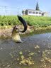 光威（GW）爆护综合饵（300克）腥香双诱四季搓拉鱼饵鲫鱼鲤鱼综合饵可拉饵钓鱼饵钓鱼诱饵鱼食广谱饵 实拍图