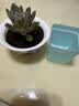 【亏本冲量】多肉植物盆栽新手套餐迷你绿植 1个多肉+一个盆+营养土 实拍图