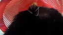 红狗猫用维生素软颗粒6g尝鲜装猫咪维生素猫用维生素宠物猫藓8合1配方 实拍图