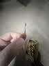 现摘七彩椒新鲜小辣椒蔬菜农家特产广东广西五彩椒泡椒可腌制剁椒 3斤 实拍图