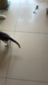憨憨乐园猫玩具猫咪玩具智能自动逗猫球遛猫遛狗逗狗突突球躲避自嗨神器CS 实拍图