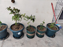 墨斗鱼花盆控根青山盆加厚5加仑*4大型绿植树脂塑料简约大号盆带托盘 实拍图