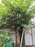 京鲜生云南高原单人 4合1 净重4斤装 蔬菜礼包 新鲜采摘 源头直发 实拍图