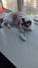 憨憨乐园可调节猫指甲剪剪刀宠物猫咪狗狗剪指甲钳子神器指甲刀兔子用品 实拍图