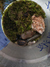 黄缘龟幼龟龟苗乌龟活物台缘龟活体闭壳金钱陆地箱龟宠物龟 2岁浙江缘(20-40克) 视频挑选黄缘龟 晒单实拍图