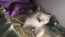 麦富迪猫罐头 红肉猫罐头猫咪零食成幼猫补水亮毛吞拿鱼鲭鱼170g*24罐 实拍图