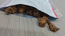渤海天津鑫杏林牛肉干天津特产香辣风味风干牛肉粒肉脯怀旧零食45g 香辣味（老味）45g*5袋 实拍图