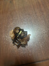 唐芙妮山茶花小抓夹女后脑勺半扎发夹子头饰短发过渡期神器前额刘海发夹 咖色花约4.5厘米【两个装】 实拍图