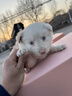 好主人狗粮 全犬种通用幼犬粮2.5kg泰迪金毛拉布拉多比熊天然粮5斤/20斤 全犬种幼犬粮5斤 实拍图