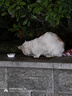 BOTH 烘焙猫粮 幼猫成猫全阶段 鸭肉梨泪痕管理 猫粮试吃200g 实拍图