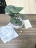 八芽盆栽小盼菩提树植物室内禅意盆景办公室桌面好养绿植源头直发包邮 莲花盆菩提（含紫砂托盘） 实拍图