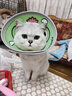 网易严选全价猫粮4.0 宠物主粮成幼猫无谷鲜肉美毛护肠胃 鸡鸭禽肉味1.8kg 实拍图