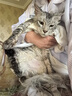 派乐特猫咪洗澡固定器宠物神器狗狗防跑防抓咬幼小猫剪指甲保定包1个装 实拍图