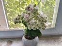 沭之美长寿花绿植花卉A级绿巴黎长寿花+圆球灰冰裂陶瓷盆+竹托源头直发 实拍图