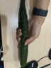 长黄瓜约600g 实拍图