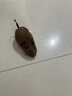 猫咪玩具电动小老鼠自嗨解闷斗逗猫棒仿真猫用品大全消耗体力好物 宠物玩具【发条小鼠】-深棕色 无规格 实拍图