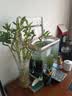 花翁富贵竹水培绿植招财转运室内客厅水养花卉盆栽植物文昌竹源头直发 实拍图