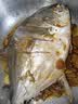 环球水产南海大号金鲳鱼550g1条海鱼生鲜鱼类火锅烧烤海鲜 实拍图