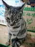 力狼（LILANG）e族全价冻干猫粮 幼猫成猫营养增肥全阶段通用型猫粮15kg 实拍图