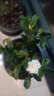意轩 【带花苞】阳台室内盆栽花卉栀子花树苗大叶绿植四季开花枝子花 2年苗【带花苞】 不含盆 实拍图