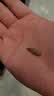 珍田阁黑美人甲南瓜子茶盐长粒茶香椒盐五香黑瓜子特大炒货网红小袋零食 美人甲南瓜籽茶盐味250g*1罐 实拍图