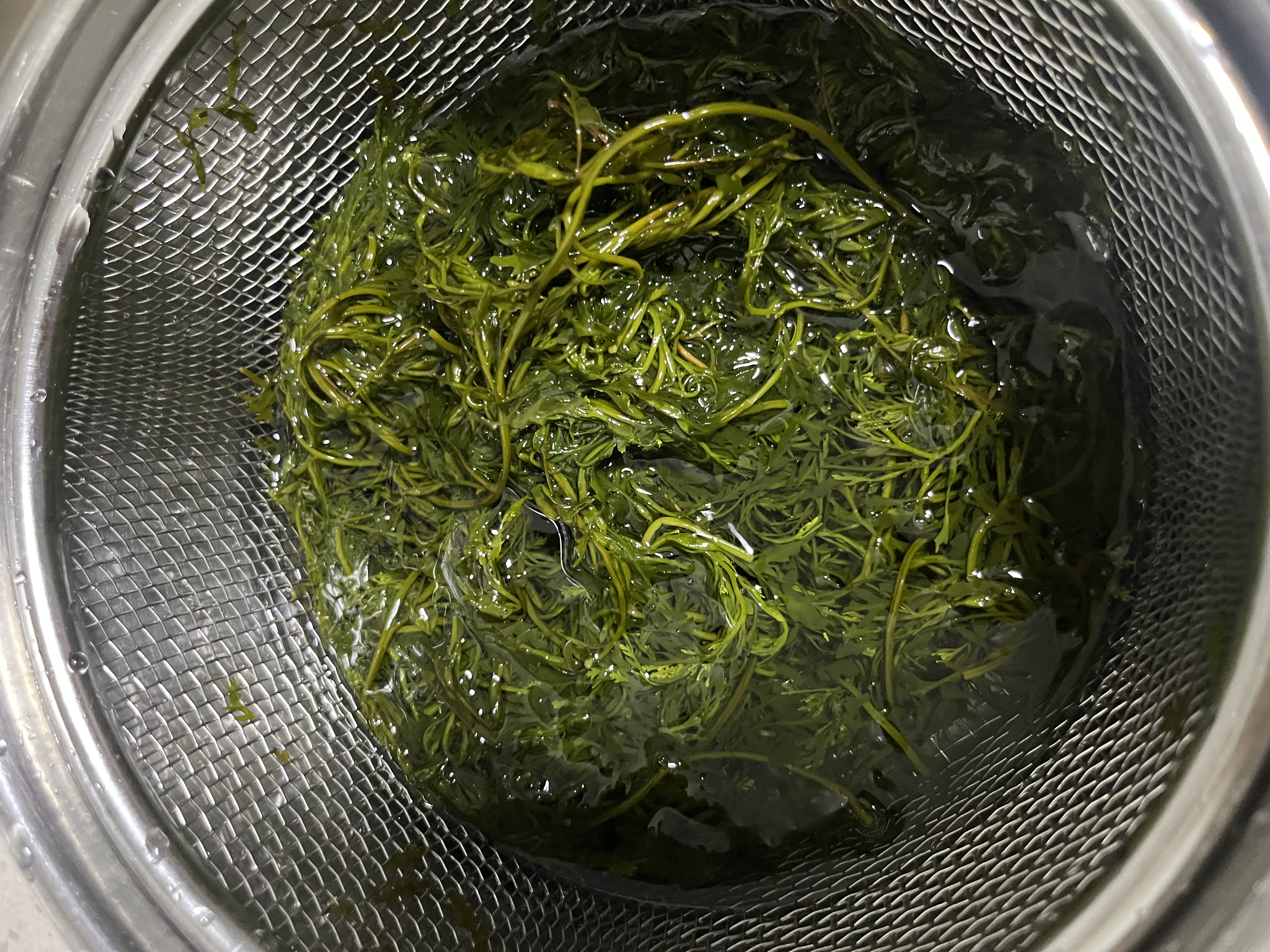 古松火锅鞭炮笋马尾藻海藻 长寿菜发菜凉拌菜火锅麻辣烫食材0脂 200g 实拍图