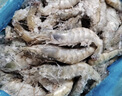 鲜京采野生海捕对虾 净重3斤/盒 30-45只/盒 实拍图