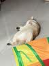 光多拉彩虹猫隧道加长125cm带逗猫球自嗨解闷钻洞迷宫小猫咪玩具可折叠 实拍图