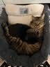 伟嘉猫粮成猫夹心粮 全价粮吞拿鱼1.3kg布偶蓝猫橘猫加菲英短猫咪 实拍图