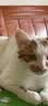 麦富迪猫罐头 barf霸弗主食猫罐头猫咪零食湿粮成猫呵护泌尿100g*12罐 实拍图
