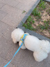 逸诺（enoug）SOS狗狗沐浴露洗澡浴液去黄美白萨摩耶比熊白毛犬宠物沐浴露530ml 实拍图