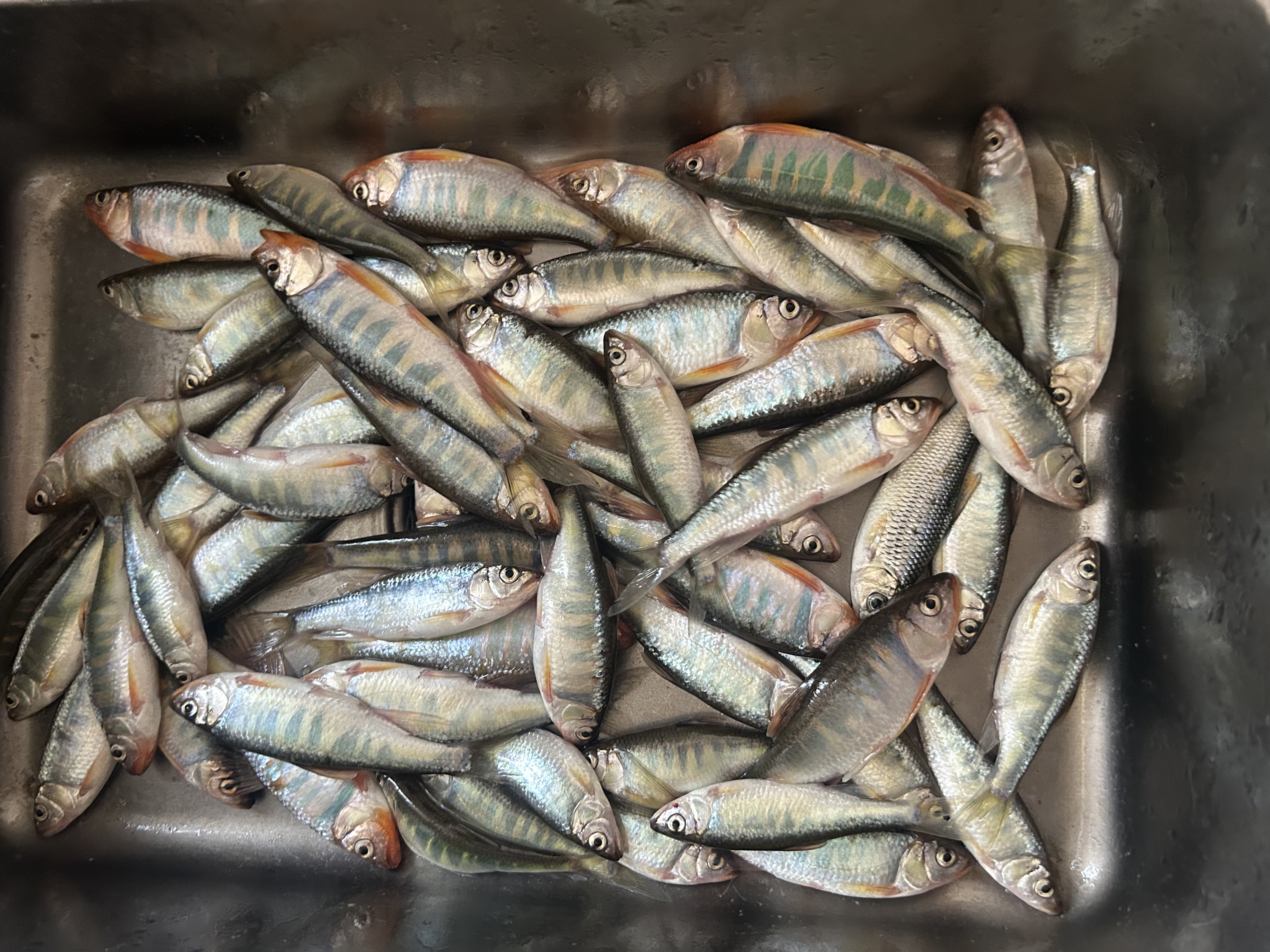威拓森溪流免洗面筋饵料石斑鱼专用饵料马口钓饵野钓鱼食浓腥鱼饵 免洗面筋饵 【250】升级版 实拍图