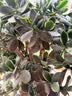 美益棵浓缩营养液通用型600ml月季多肉绿植花卉盆栽园林复合肥料水溶肥 实拍图