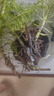 疯狂水草浮萍水草鱼缸造景水生植物古法鱼缸水草真水草净化1 源头直发包邮 实拍图