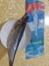 缤鲜 嗒莎熊俄式熏鱼整条鲱鱼 冷熏生熏鱼姐同款咸鱼整条即食顺丰包邮 含鱼籽冷熏鲱鱼220g左右*1条【净重】 实拍图