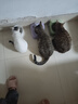 麦富迪猫粮 超肉粒冻干双拼幼猫粮免疫护肠胃 三文鱼6kg 实拍图