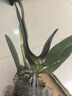 双花剑蝴蝶兰盆栽兰花大苗带花剑四季开花室内花好养易成活 6.公主--双花剑发货 塑料盆栽好 实拍图