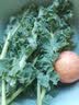京鲜生云南新鲜羽衣甘蓝净重1.5斤 新鲜蔬菜 健康轻食 源头直发包邮 实拍图