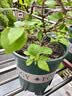 九千谷加仑花盆新高款1.8加仑树脂种菜盆居家绿植花盆22*22cm3个装8519 实拍图