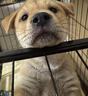 腆宠狗笼狗窝狗笼子大型犬中小型犬带厕所加粗方管家用宠物笼子围栏 实拍图